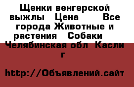 Щенки венгерской выжлы › Цена ­ 1 - Все города Животные и растения » Собаки   . Челябинская обл.,Касли г.